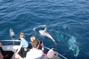 Gran Canaria: Dolphin and Whale Watching Cruise