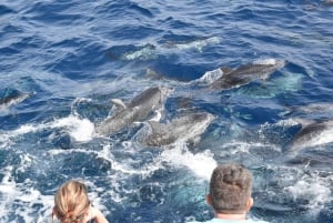 Gran Canaria: Dolphin and Whale Watching Cruise