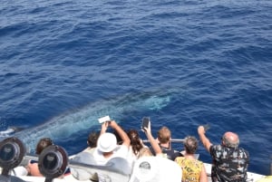 Gran Canaria: Dolphin and Whale Watching Cruise