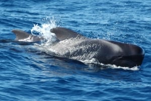 Gran Canaria Delfinsafari och ett dopp