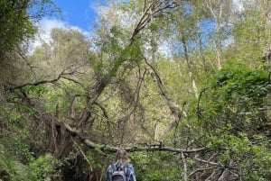 Gran Canaria: excursion to the Barranco de los Cernícalos