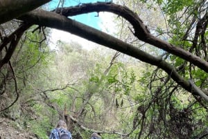 Gran Canaria: excursion to the Barranco de los Cernícalos