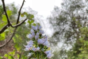 Gran Canaria: excursion to the Barranco de los Cernícalos