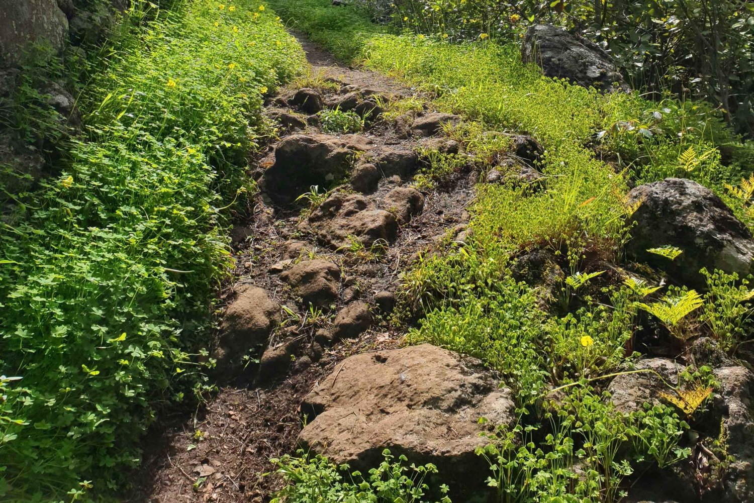 Gran Canaria: Ausflug in den Laurisilva-Wald