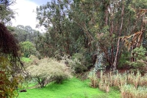 Grande Canarie : excursion dans la forêt de Laurisilva