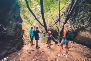 Gran Canaria: Guided Day Tour to Rainforest with Tasting