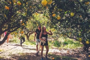 Gran Canaria: Guided Day Tour to Rainforest with Tasting