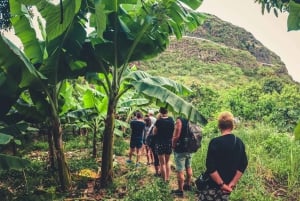 Gran Canaria: Guided Day Tour to Rainforest with Tasting