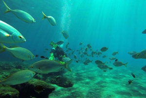 Gran Canaria Scuba Diving: 1-Day 2-Dive Package