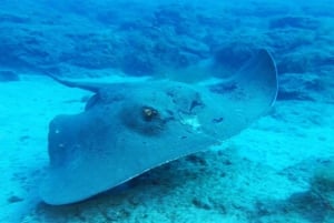 Gran Canaria: Scuba Diving for Beginners