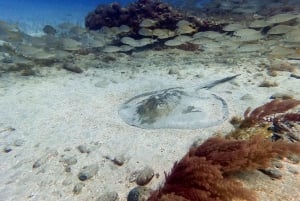 Gran Canaria: Mergulho para principiantes