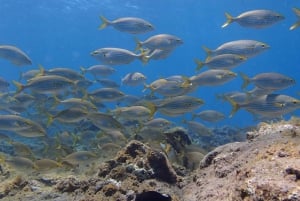 Gran Canaria Scuba Diving for Certified Divers