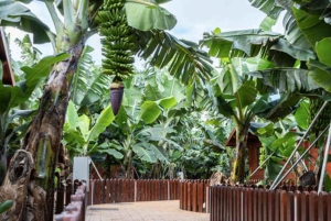 Gran Canaria Traditional: Arucas, Firgas, and Teror