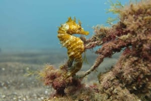 Gran Canaria: Prova på dykning för nybörjare