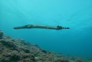 Gran Canaria: Prova på dykning för nybörjare