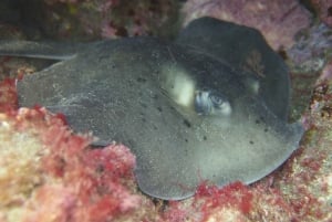 Experiência de Snorkelling guiada no sul da Gran Canaria