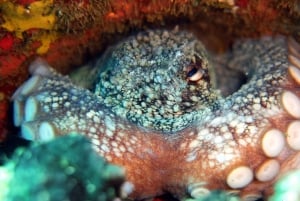 Experiência de Snorkelling guiada no sul da Gran Canaria