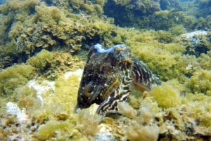 Experiência de Snorkelling guiada no sul da Gran Canaria