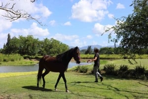 Hacienda Campo Rico: 2 uur geschiedenis en paardendemonstratie