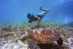 Avventura di snorkeling con le tartarughe sulla spiaggia di Jobo