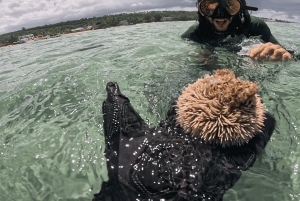 Avventura di snorkeling con le tartarughe sulla spiaggia di Jobo