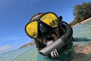 Avventura di snorkeling con le tartarughe sulla spiaggia di Jobo