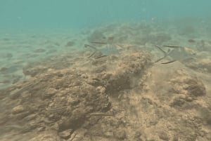 Avventura di snorkeling con le tartarughe sulla spiaggia di Jobo