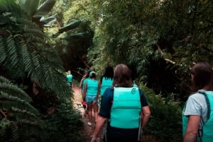 ルキリョ：エル・ユンケ熱帯雨林ハイキングとウォータースライダーアドベンチャー