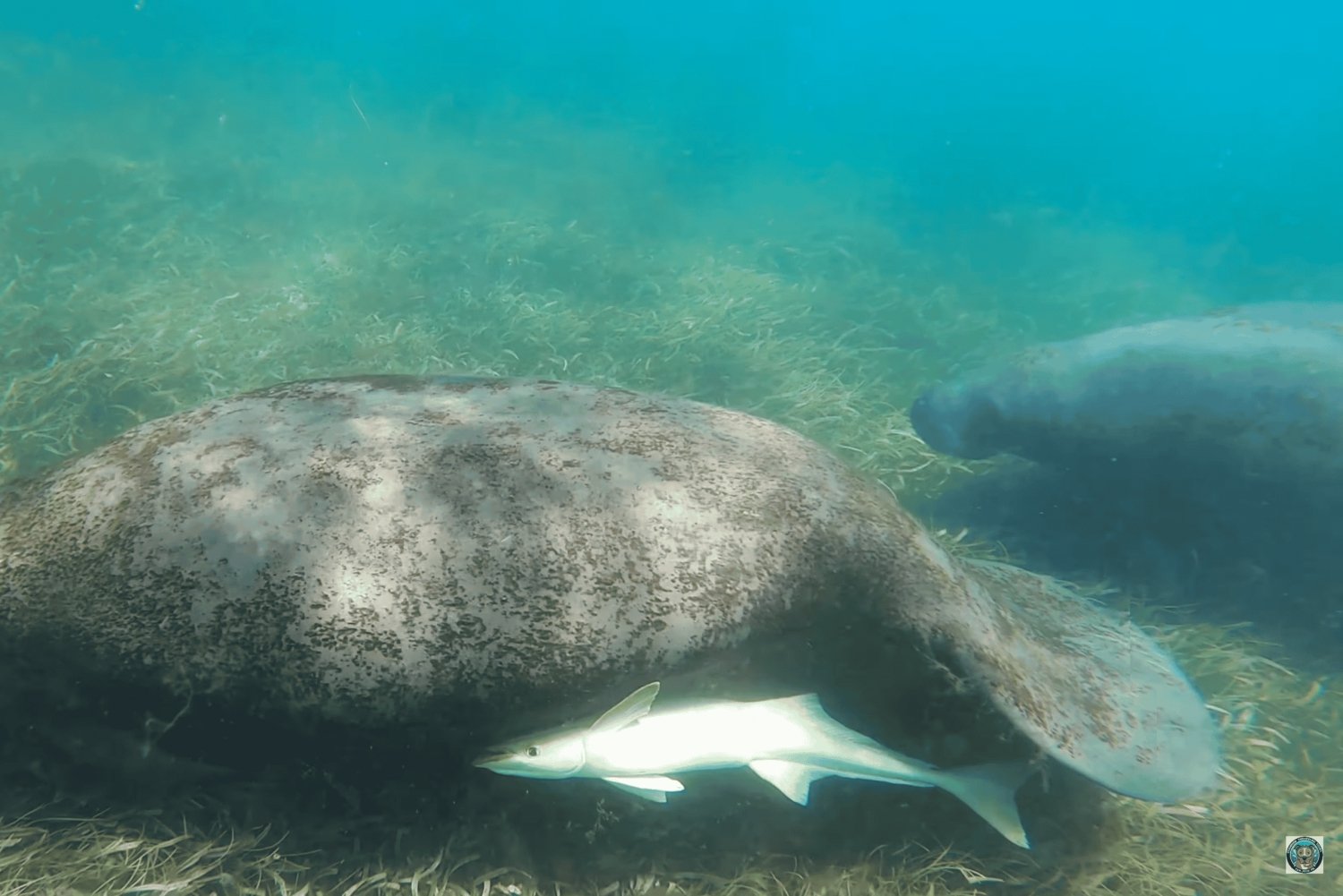 San Juan: Snorkel med søkøer og skildpadder med gratis video og rom