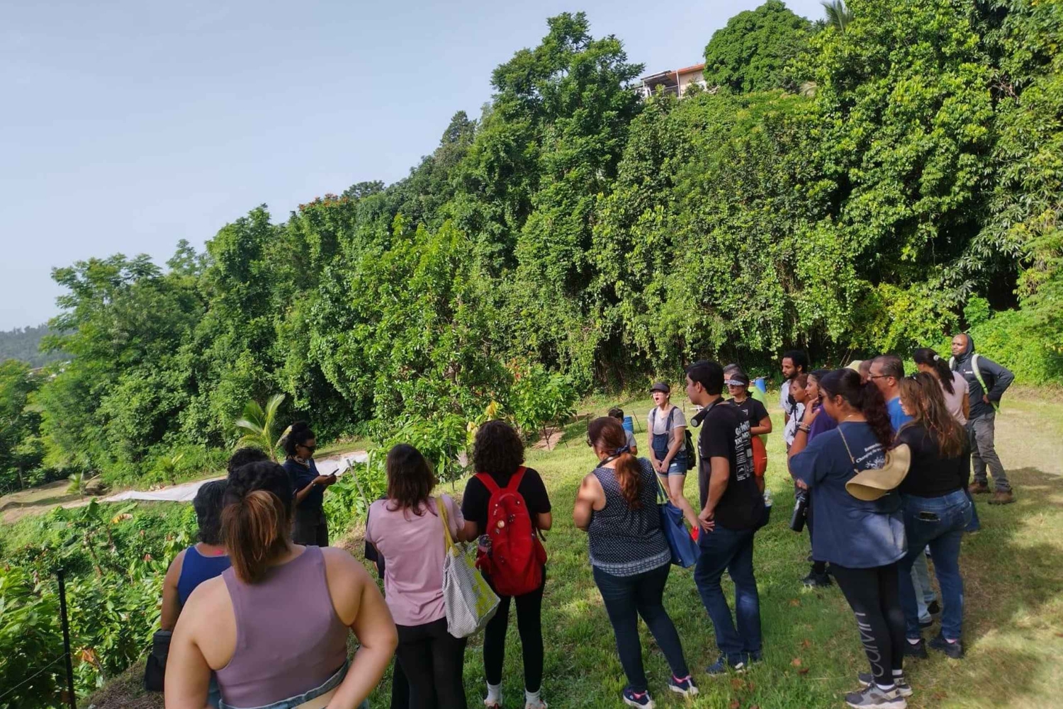 Moca, PR: Tour a piedi della fattoria del cacao e degustazione di cioccolato