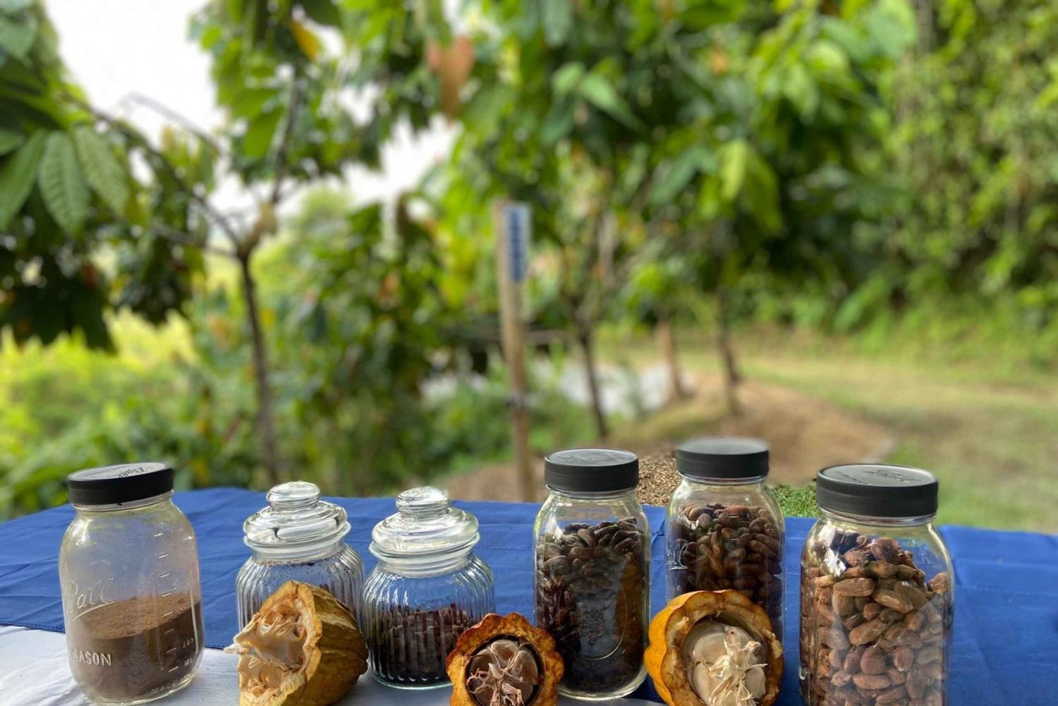 Moca, PR: Cacao Farm Walking Tour and Chocolate Tasting