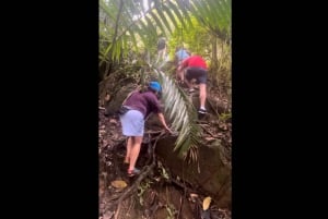 El Yunque Rainforest Guided Hike