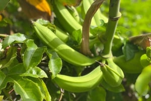 Tour de degustación de comida puertorriqueña y cocina para principiantes