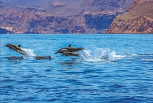 Puerto Rico de Gran Canaria: Premium Dolphin Catamaran Tour
