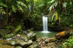 Puerto Rico: El Yunque Rainforest Guided Tour with Transfers