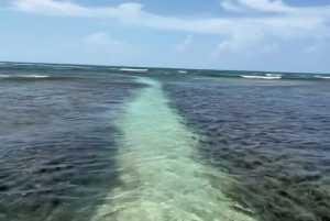 Puerto Rico: Rundtur til Guánica-tørskoven, strande og mangrover