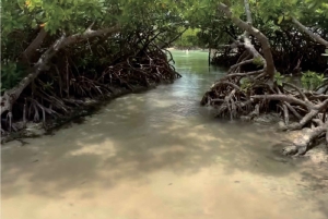 Puerto Rico: Rundtur til Guánica-tørskoven, strande og mangrover