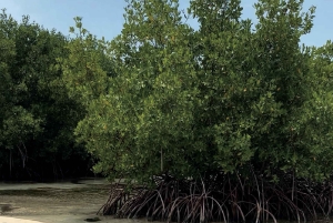 Puerto Rico: Rundtur til Guánica-tørskoven, strande og mangrover