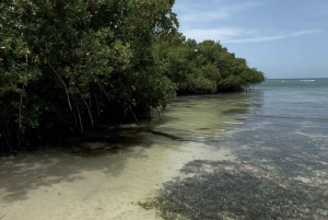 Puerto Rico: Rundtur til Guánica-tørskoven, strande og mangrover
