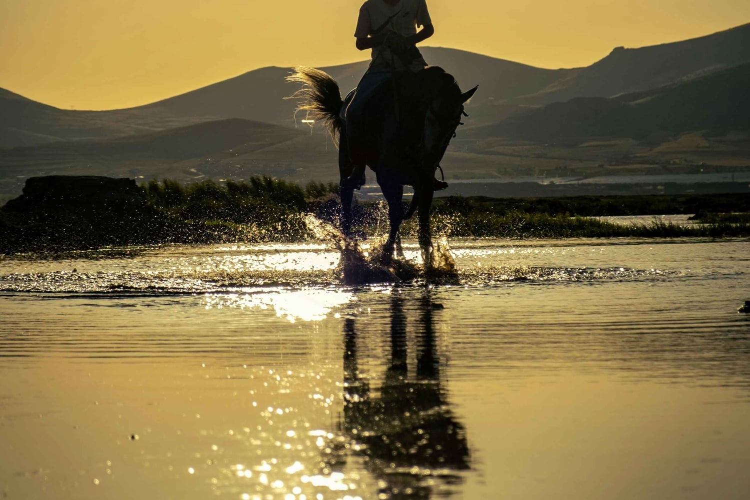 プエルトリコ：ビーチと森で乗馬をお楽しみください