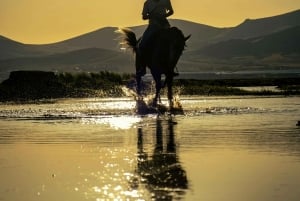 プエルトリコ：ビーチと森で乗馬をお楽しみください