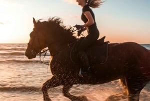 プエルトリコ：ビーチと森で乗馬をお楽しみください