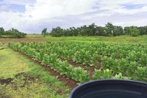 Puerto Rico: Ocean Lab Brewery and Tobaco Farm Tour