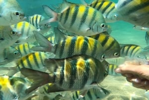 Porto Rico: De Old San Juan a Loïza - O passeio perfeito