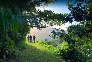 Puerto Rico: Yunque Ziplining i regnskoven