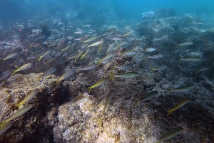 San Juan: Beginner Scuba Diving Tour with Turtles