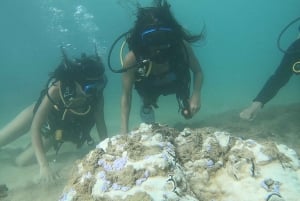 San Juan: Beginner Scuba Diving Class with Turtles