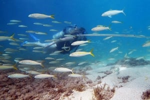 San Juan : Tour d'initiation à la plongée sous-marine avec les tortues et les vidéos