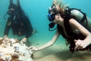 San Juan: Nybörjartur i dykning med sköldpaddor och videor
