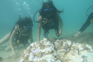 San Juan: Beginner Scuba Diving Tour with Turtles and Videos